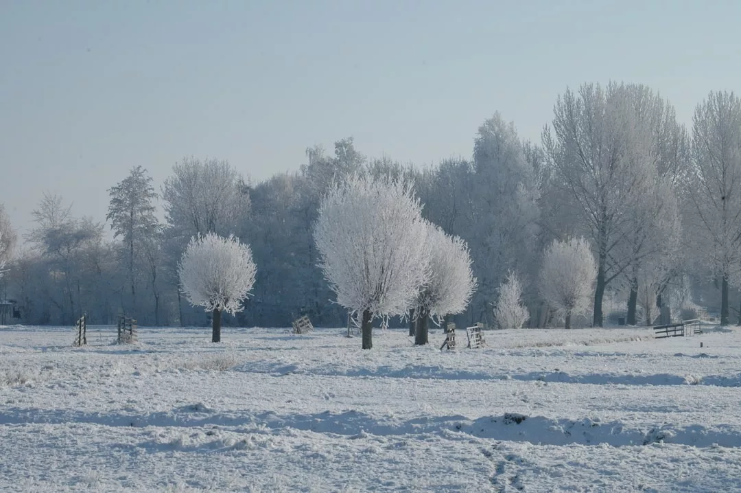 Eine schneebedeckte Landschaft mit blattlosen, von Frost bedeckten Bäumen unter einem klaren Himmel, die eine heitere GLAMESiA-Winterszene schaffen.