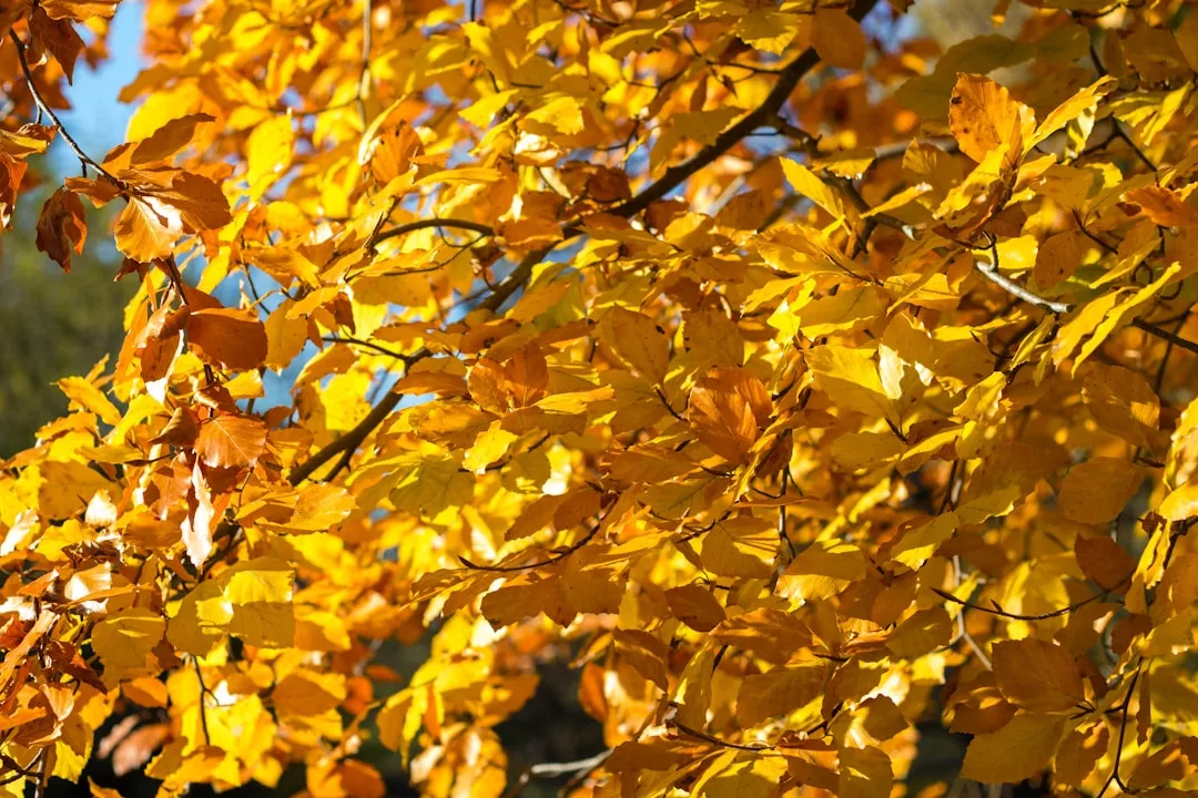 Eine Nahaufnahme der mit leuchtend gelben und orangefarbenen Herbstblättern bedeckten Baumzweige, durch die das Sonnenlicht scheint, fängt die strahlende Schönheit der Herbstlandschaft von GLAMESiA ein.