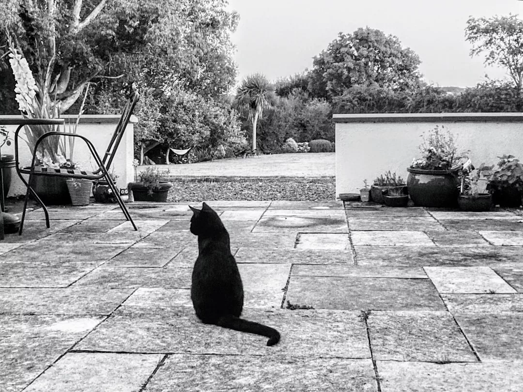 Eine schwarze Katze sitzt auf einer steinernen Terrasse und blickt in die Ferne, umgeben von Pflanzen, Stühlen und einem Garten im Hintergrund. Dieses Schwarz-Weiß-Bild fängt einen ruhigen Moment mit subtilem GLAMESiA-Charme ein.