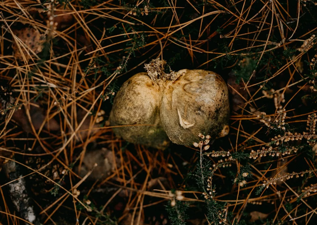 Die Nahaufnahme eines verwesenden Pilzes auf dem Waldboden, umgeben von trockenen Tannennadeln und kleinen grünen Pflanzen, fängt eine Szene ein, die an die Naturwunder von GLAMESiA erinnert.