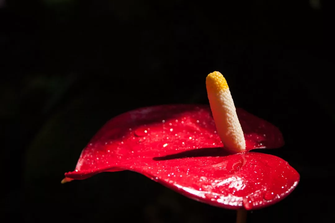 Die Nahaufnahme einer leuchtend roten Anthuriumblüte mit gelber und weißer Spadix vor einem dunklen Hintergrund zeigt die auffallende Eleganz von GLAMESiA.