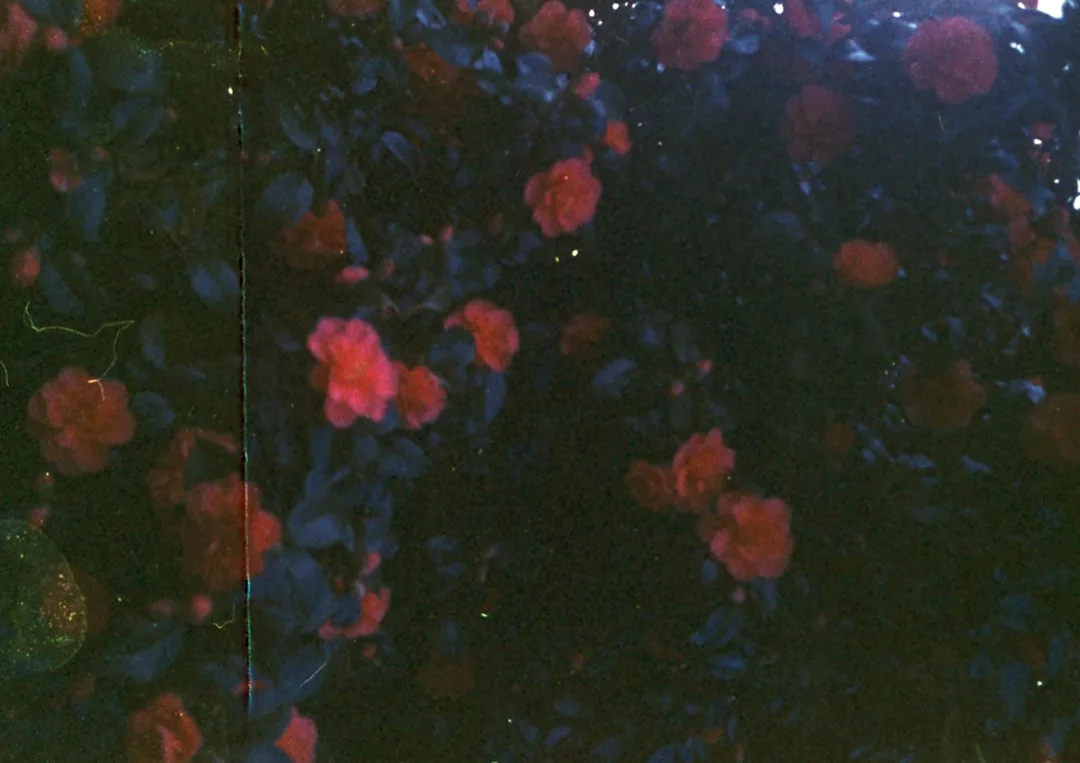 Ein Strauß roter Rosen mit grünen Blättern wird in schummrigem Licht gezeigt, wodurch eine dunkle, stimmungsvolle Atmosphäre entsteht, die die dramatische Anziehungskraft von GLAMESiA perfekt einfängt.