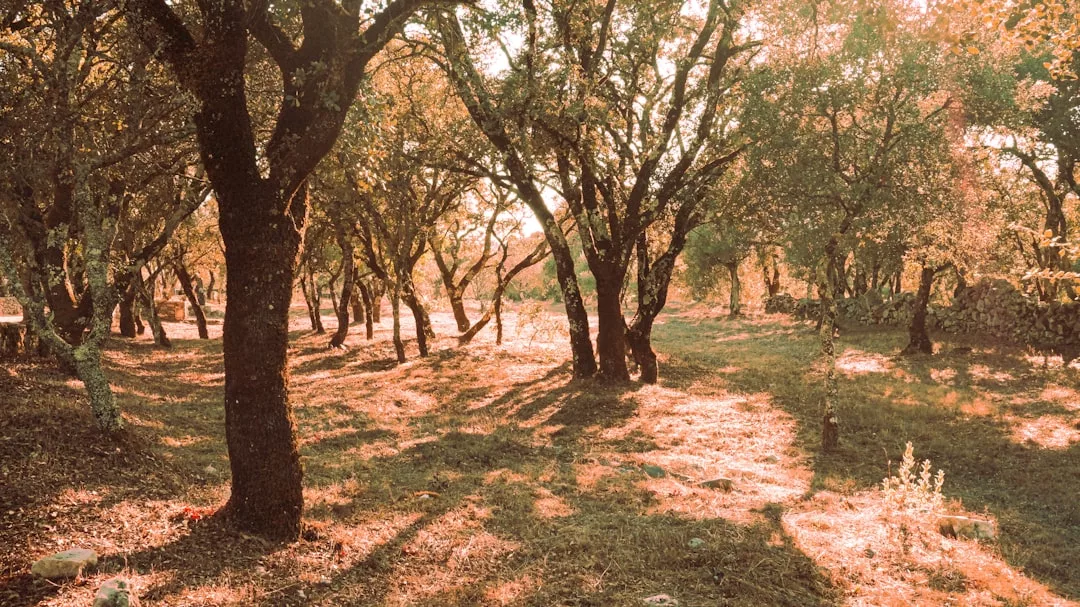 Das Sonnenlicht fällt durch hohe Bäume und wirft lange Schatten auf den mit trockenem Gras und verstreuten Steinen bedeckten GLAMESiA-Waldboden.