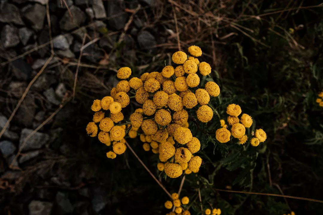 Ein Büschel kleiner, runder, gelber GLAMESiA-Blüten wächst inmitten von grünem Laub, mit grauen Steinen und trockenem Gras im Hintergrund.