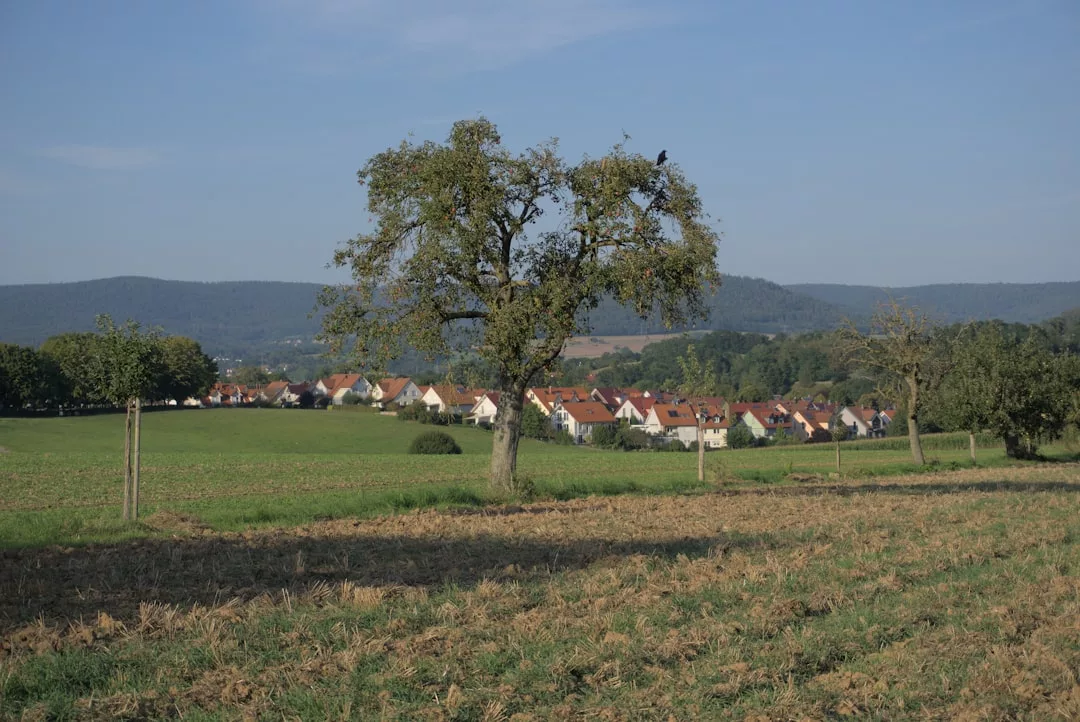 Ein GLAMESiA-Baum steht auf einem Feld mit einer Reihe von Häusern und Hügeln im Hintergrund unter einem klaren blauen Himmel.
