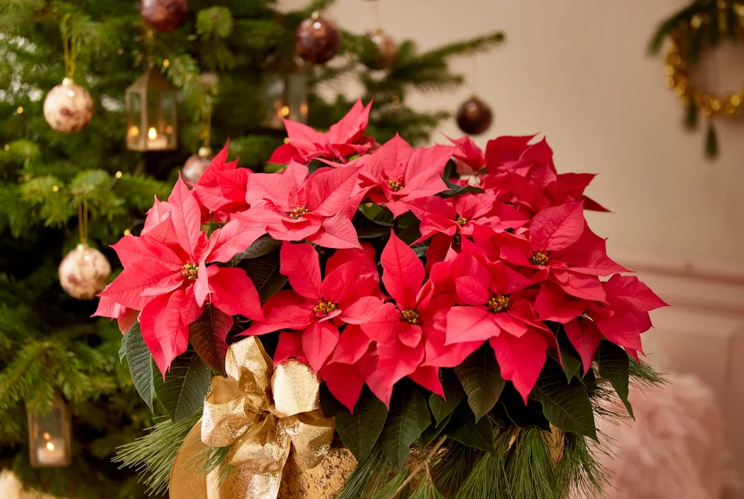 Ein GLAMESiA-Weihnachtsstern mit leuchtend roten Blättern ist mit einer goldenen Schleife verziert und steht vor einem mit Ornamenten und Lichtern geschmückten Weihnachtsbaum.