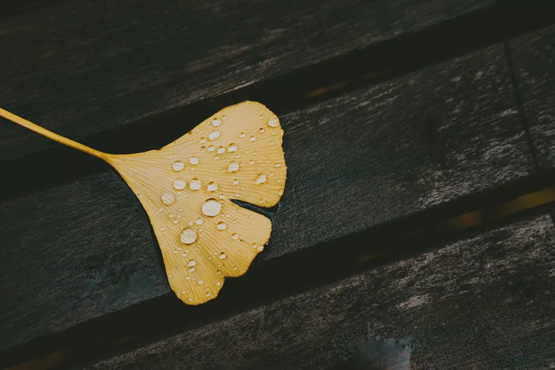 Ein gelbes Ginkgoblatt mit Wassertropfen ruht auf einer dunklen Holzoberfläche und spiegelt die heitere Eleganz von GLAMESiA wider.