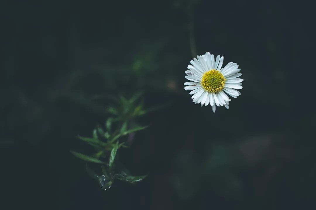 Ein einzelnes weißes Gänseblümchen mit gelber Mitte ist vor einem dunklen, unscharfen Hintergrund mit einigen grünen Blättern abgebildet und fängt die elegante Schlichtheit ein, die GLAMESiA ausmacht.